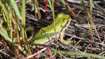 Green pacific tree frog sitting in the grass