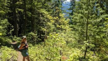 Wide view of a forest filled with tall trees with a woman standing in the bottom left corner