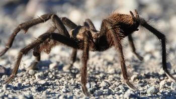 close view of a brown hairy tarantula at ground level