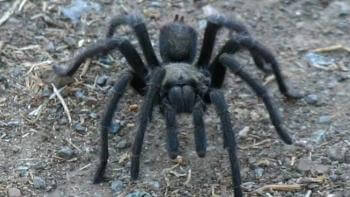 Close front view of a large black hairy tarantula on a dirt terrain