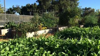 Community garden filled with green plants and crops