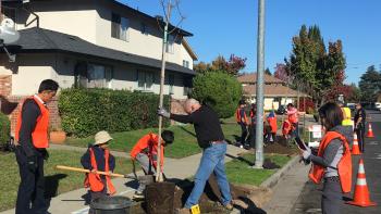 Volunteers in orange vests planting a large tree