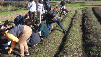 A group of people in a line on the field kneeling and working in the dirt