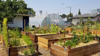 Two rows of garden planters with plants growing in them