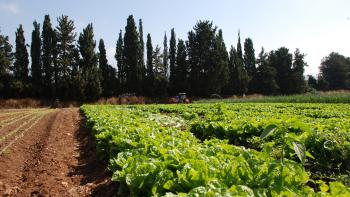 Green crop field with a path of dirt. Tall pine trees are in the background in front of a clear blue sky