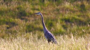 great blue heron standing tall in a grassy field with hills in the background