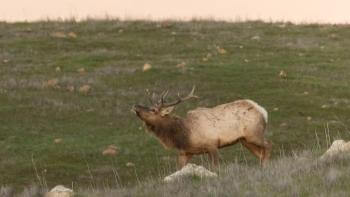 Landscape photo of tule elk standing in a grass field