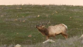 Landscape photo of tule elk standing in a grass field