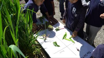 young students doing a food based activity outside on a large poster board
