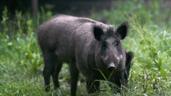 Feral pig in grass