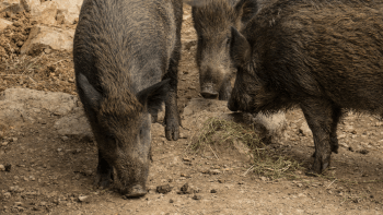 Feral Pigs Canva 2