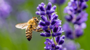 Honey bee next to a purple plant