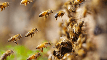 Honey bees fly close to and gather near a hive