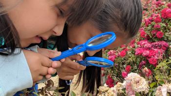 Girls with magnifying glasses looking at rose bushes