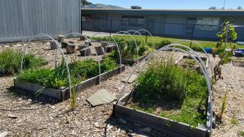 Garden beds with shrubbery in them