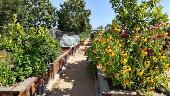 Garden planters filled with flowers and shrubbery