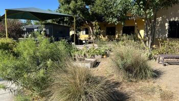 Yard shrubbery 