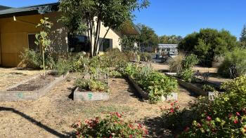 A dry lawn with three planter boxes and red flower bushes in front of a building