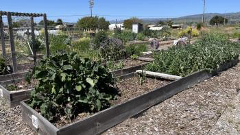 A large plant bed with a shrub growing out of it. There is a clear blue sky in the background.