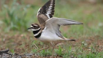 Side view of a killdeer bird on the grassy ground with its wings open