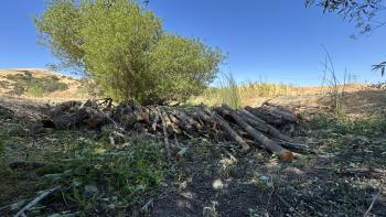 A short dam constructed of logs and dirt in a shallow creekbed, surrounding by vegetation