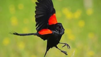 Close view of a red-winged blackbird with its wings open mid-flight and mouth open