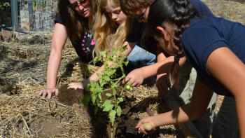 young students pushing dirt to a growing plant in the garden
