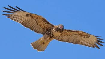 red-tailed hawk soaring through clear blue sky with its mouth open