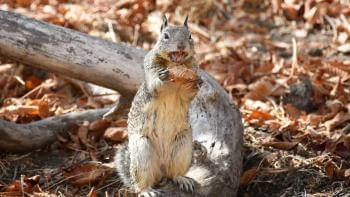 California ground squirrel sitting on the leaf covered ground with its mouth open holding a leaf
