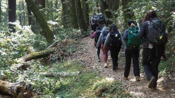 Group of people hiking on a trail surrounded by tall trees