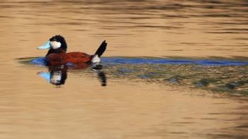 Ruddy duck wading in a body of water