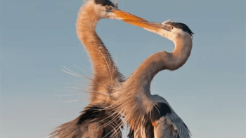 Two birds forming a heart with their beaks touching