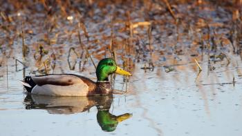 Green and brown feathered duck swimming in a lake