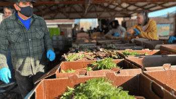 Boxes of vegetables with people wearing masks and gloves standing nearby