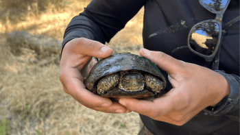 Adult western pond turtle being held