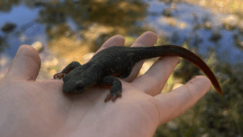 An adult newt sit in the palm of a person's hand with a creek in the background