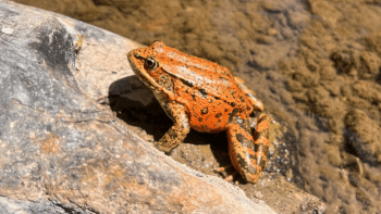 A California red-legged frog sits on a rock within a creek