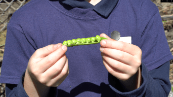 A close up of a students hands holding a pea pod with seeds exposed
