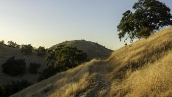  a sunlit, dry, golden-brown dirt path winding through rolling hills covered with sparse, tall grass. The sky is clear with a soft blue hue. On the right, a lone, lush green tree stands against the backdrop of a gently sloping hill.