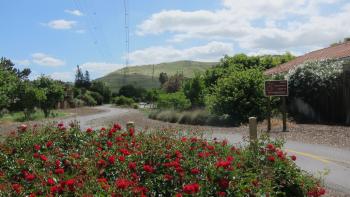 Red flower bushes and a trail with a blue cloudy sky