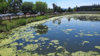 South page pond with green algae at the top 
