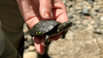 A juvenile western pond turtle is held in the hands of a biologist