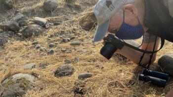 Older man taking a photo of a tarantula