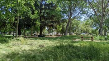 Grassy park with green trees and a bench