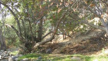 A creek with rocks and greenery surrounding it 