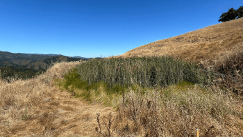A former cattle pond is filled with cat tails surrounded by golden hills and blue sky