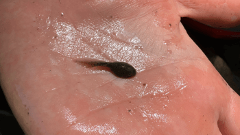 A tadpole sits in the hand of a person participating in the pond restoration project