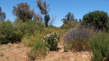 A variety of plants and shrubs with a blue sky in the background