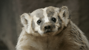 An American badger stares at the camera with white, grey and black fur.