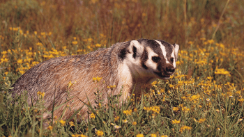 A side profile of an American badger standing in a field of wildflowers and vegetation.